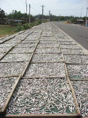 Fische trocknen in Vietnam