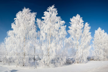 White birch trees in hoarfrost