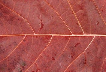 Red Leaf Closeup