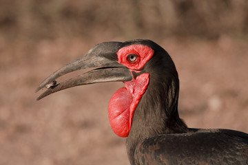 Southern Ground Horbill