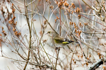 Siskin male sitting on bush's branch