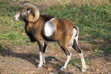 moufflon