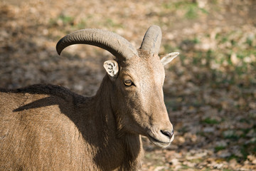 The Barbary Sheep (Ammotragus lervia)