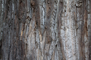 populus canadensis