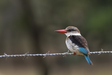 Kingfisher