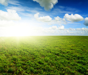 Fototapeta na wymiar Green field under midday sun