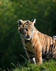 Fototapeta na wymiar Tiger cub