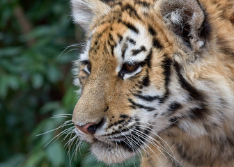 Tiger Cub