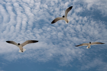 Three seagulls in flight on blue sky