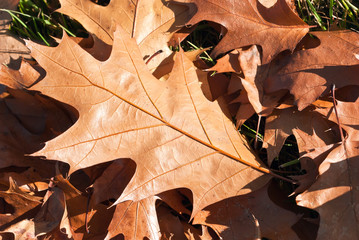 Laubbl&auml;tter Eiche