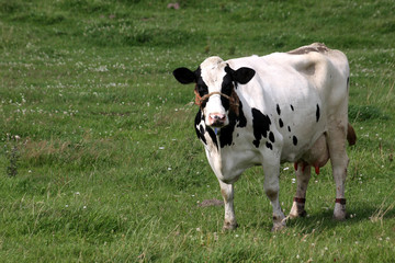 Schwarzbunte Kuh auf einer Weide