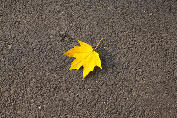 Autumn - One yellow leaf on the street - obrazy, fototapety, plakaty