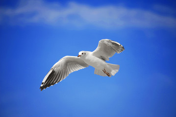 A seagull soaring in the blue sky