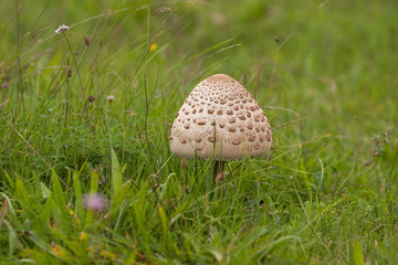 Riesenschirmpilz auf schöner Wiese