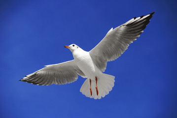 Fototapeta premium A seagull soaring in the blue sky