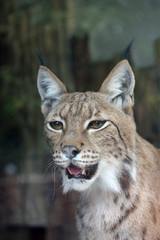 Lynx.