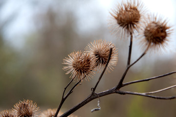 Herbstblüttler