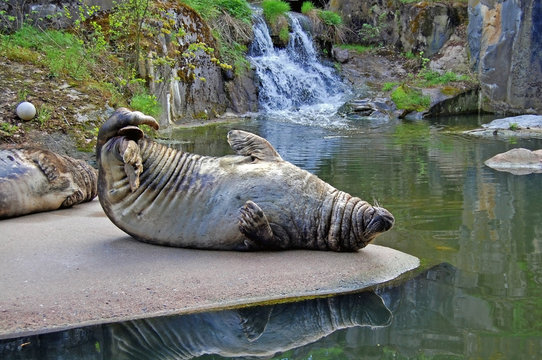 Seal lying down