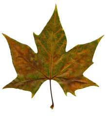 Autumn Leaf