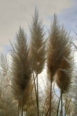 Herbe de pampa