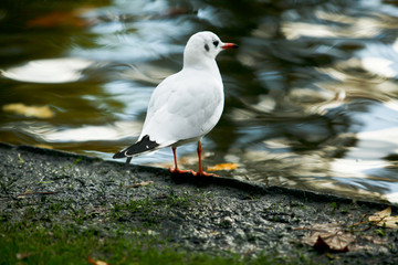 Möwe