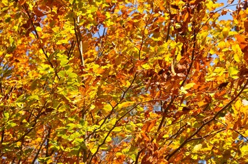 Feuilles jaunes et oranges