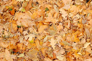 fall's yellow leaves