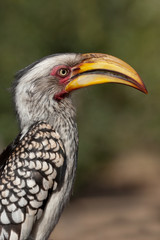 Southern Yellow-billed Hornbill