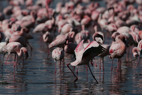 Lesser Flamingo at lake Nakuru, Kenya