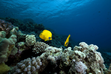 Fototapeta na wymiar Butterflyfish in the Red Sea.