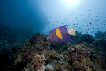 Fototapeta na wymiar YellowbarAngelfish in the Red Sea.