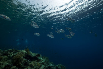 Fototapeta na wymiar Coral and fish in the Red Sea.