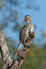 Red-billed Hornbill