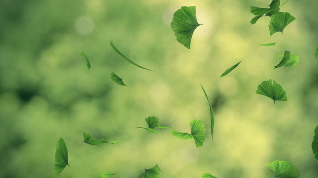 Falling gingko foliage in the wind - looped animation
