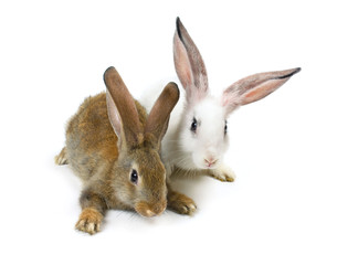 Happy New Year of rabbit