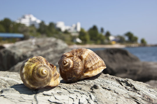 Two Shells Under The Hot Sun On The Beach Of Jupiter - Romania