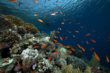 Naklejka na ściany i meble Coral and fish in the Red Sea.