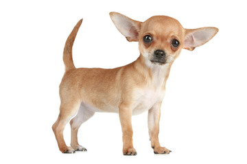 puppy Chihuahua