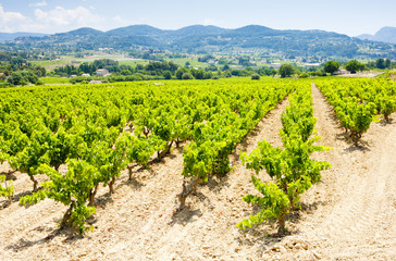Fototapeta na wymiar vineyards near La Cadiere d''Azur, Provence, France