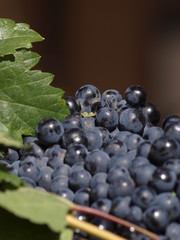 Cesto de vendimia en Toro (Zamora)