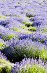 Obraz premium lavender field, Plateau de Valensole, Provence, France