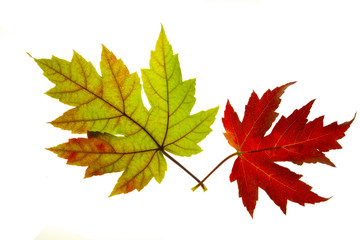 Pair of Red and Green Maple Leaves Backlit