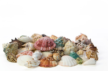Sea shells arranged on isolating background