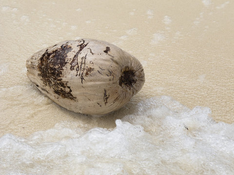 Washed up coconut