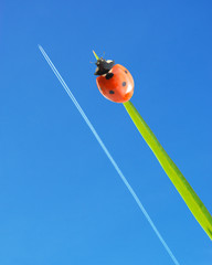 Ladybug and airplane
