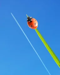 Foto op Plexiglas Lieveheersbeestjes Lieveheersbeestje en vliegtuig