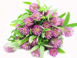 bouquet of field pink clover flowers
