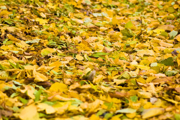 Falling autumn leaves