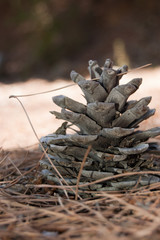 fir cone