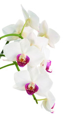 Fototapeta na wymiar Beautiful white orchid